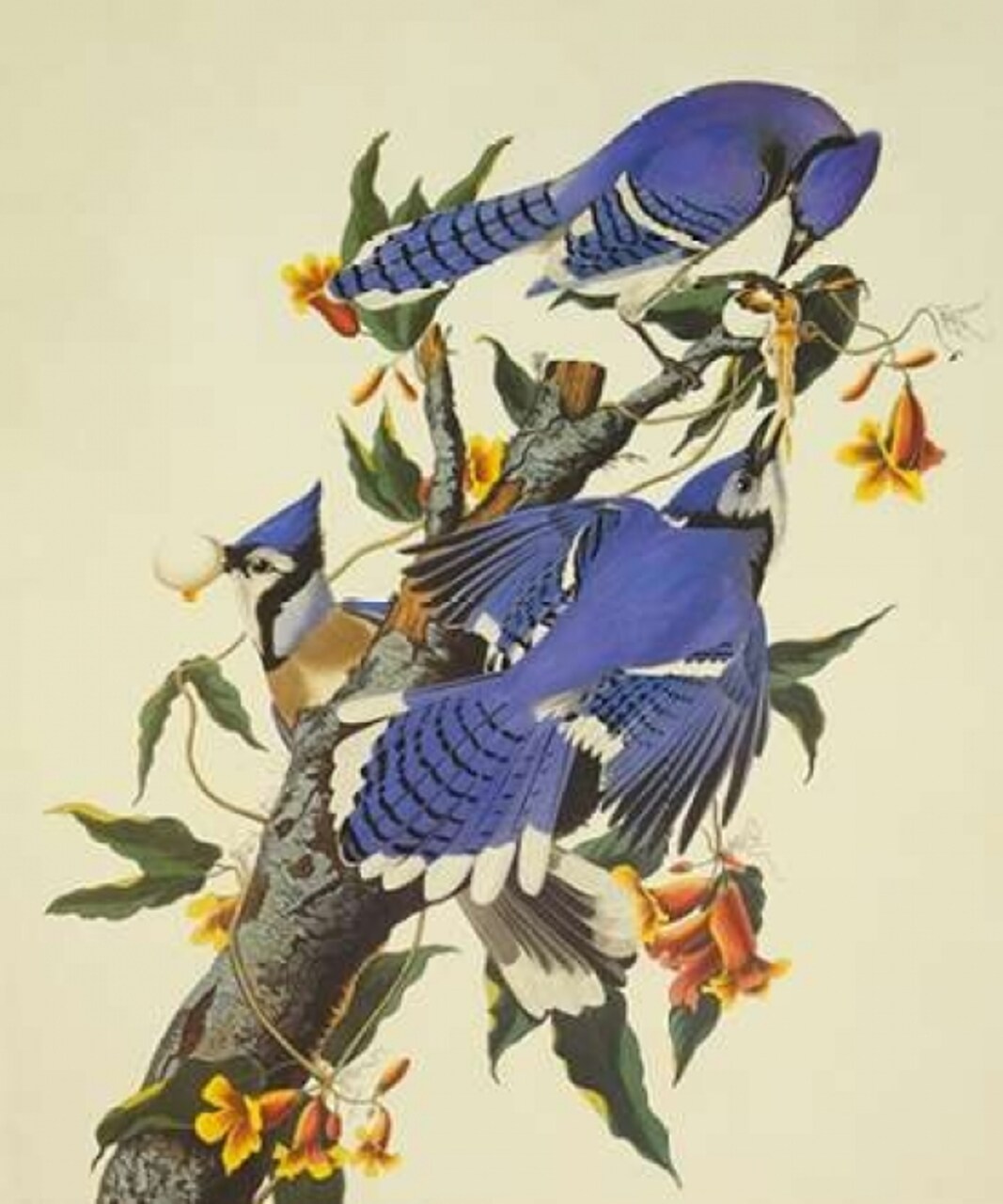Blue Jay Poster Print by John James Audubon - Item # VARPDX198093